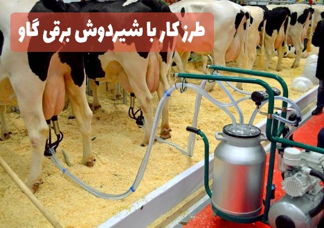 طرز کار با شیردوش برقی گاو